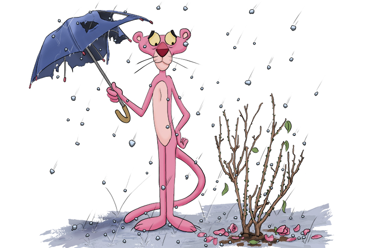 The Pink Panther is very upset. His prize roses are damaged (rosada) by the hailstones.
