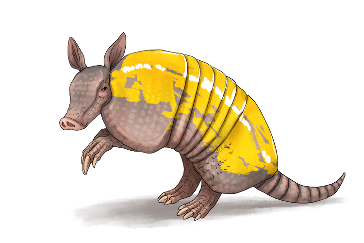 Yellow had been painted on the back of the armadillo (amarillo). Was it a coward?