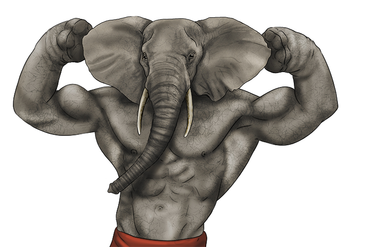 Cuerpo is masculine, so it's el cuerpo. Imagine an elephant with a muscular body.