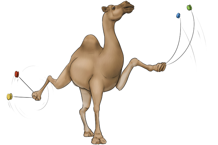 This camel can make yoyos (camello) do amazing tricks.