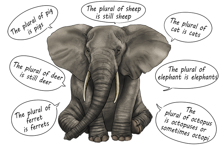 Plural is masculine, so it's el plural. Imagine an elephant reciting the plural forms of different animals.