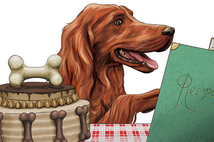 The favourite recipe of this red setter (receta) is  dog-friendly cake.