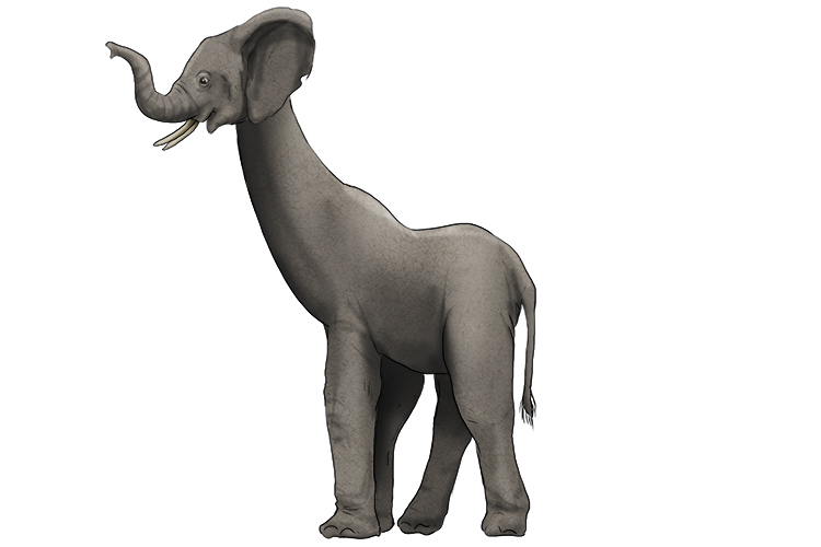 Cuello is masculine, so it's el cuello. Imagine an elephant with a really long neck.