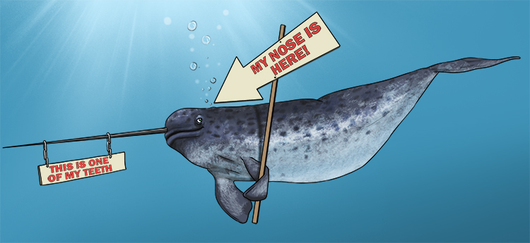 The nose of the narwhal is not the sword-like spike – that is one of its teeth (nariz).
