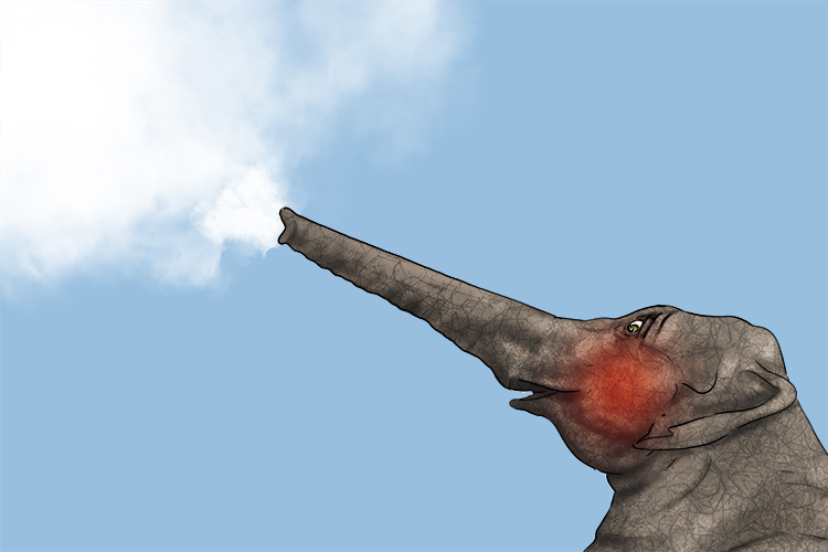 Vapor is masculine, so it's el vapor. Imagine an elephant blowing steam from its trunk.
