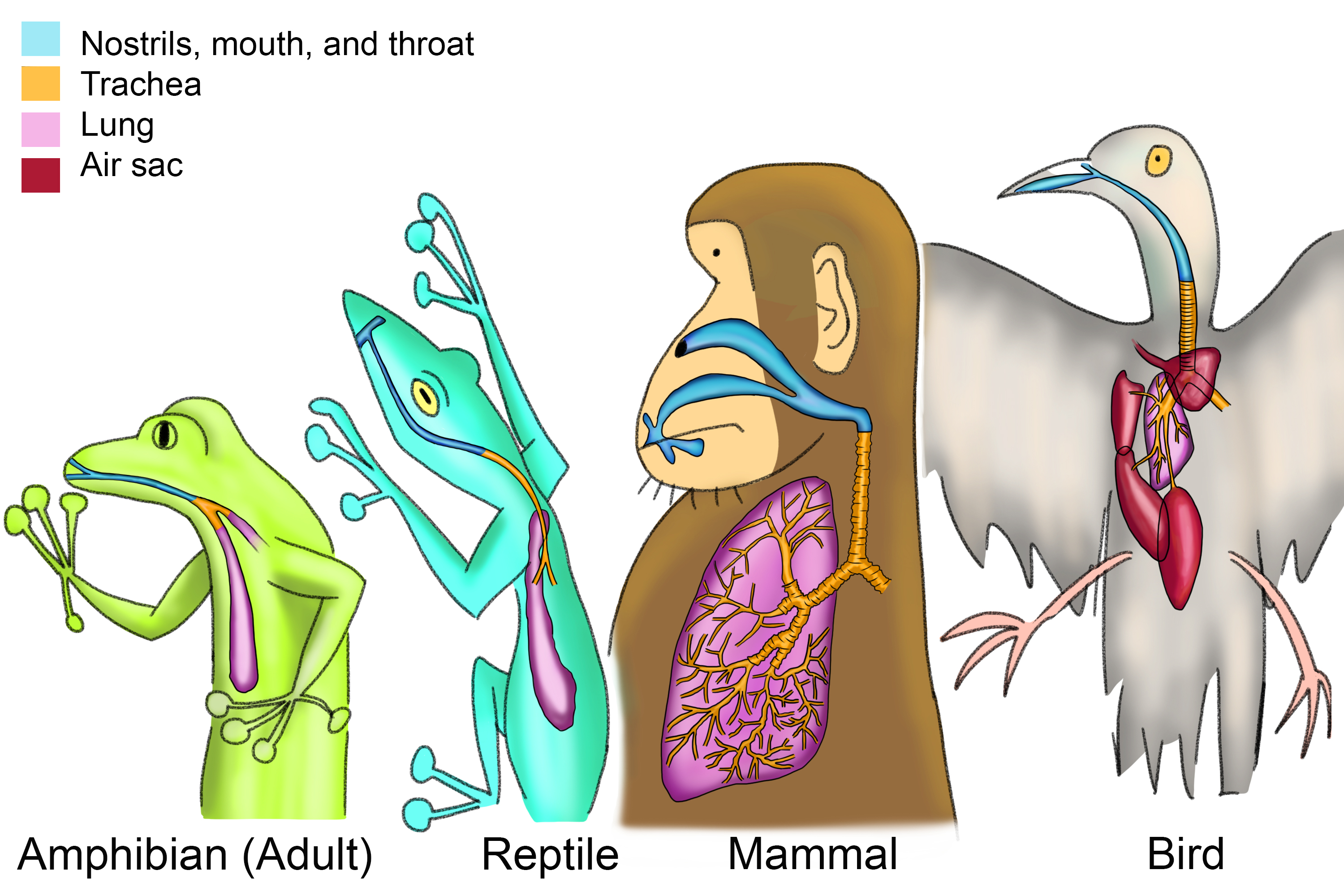Image showing the differences of breathing systems in amphibians reptiles mammals and birds