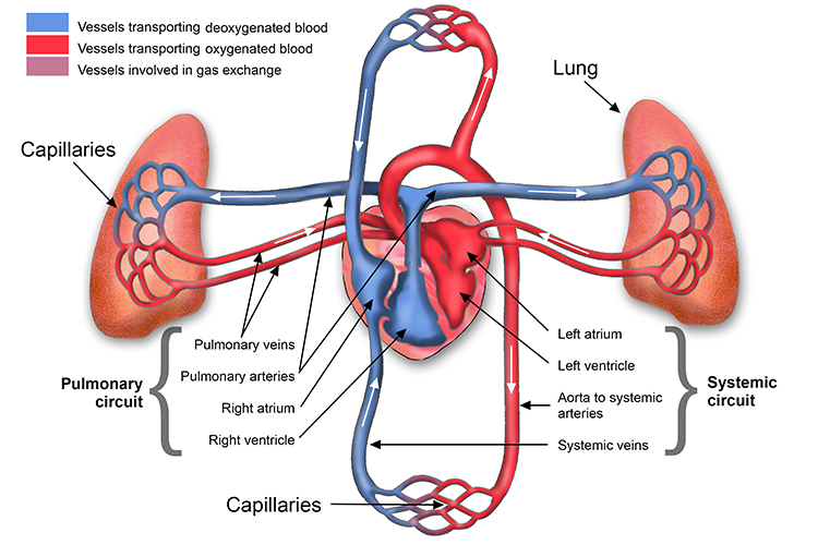 A detailed diagram of the Pulmonary and Systemic circuit including capillaries and blood flow