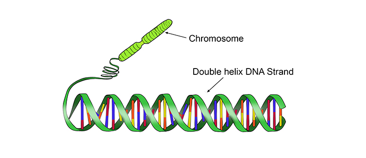 DNA made of 2 strands which makes the double helix structure