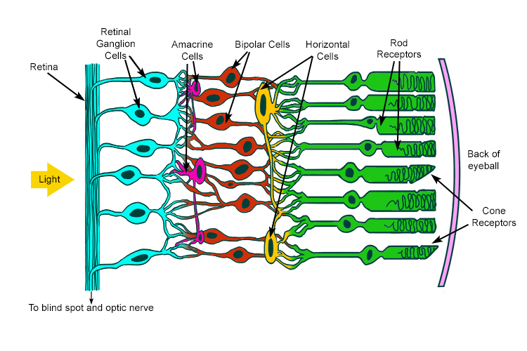 Rods and cones are called photoreceptors specialised cells