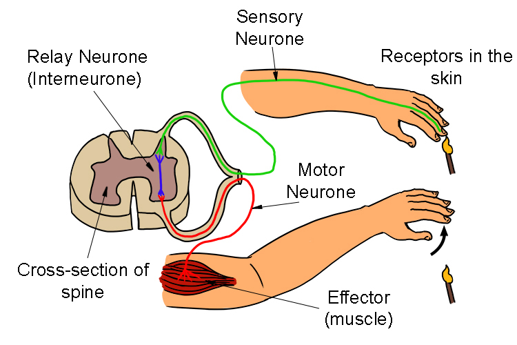 what-are-sensory-nerves-with-pictures