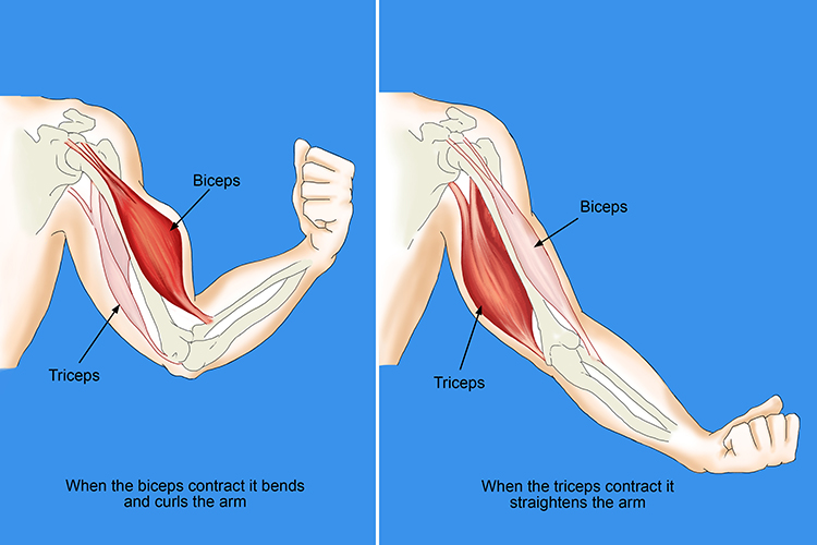 The bicep and tricep muscles can be found in the arm