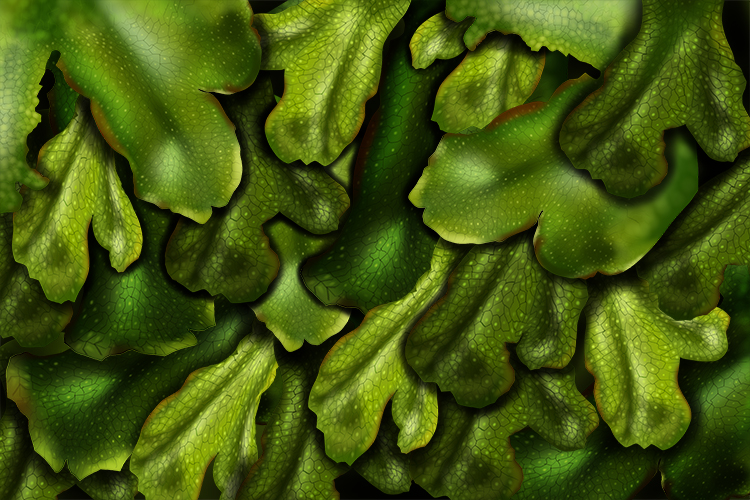 Een afbeelding van levermos maakt sporen