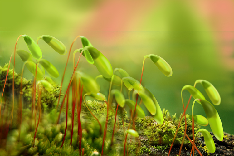 een afbeelding van sporencapsules die in de zomer door mossen en leverkruid worden aangemaakt