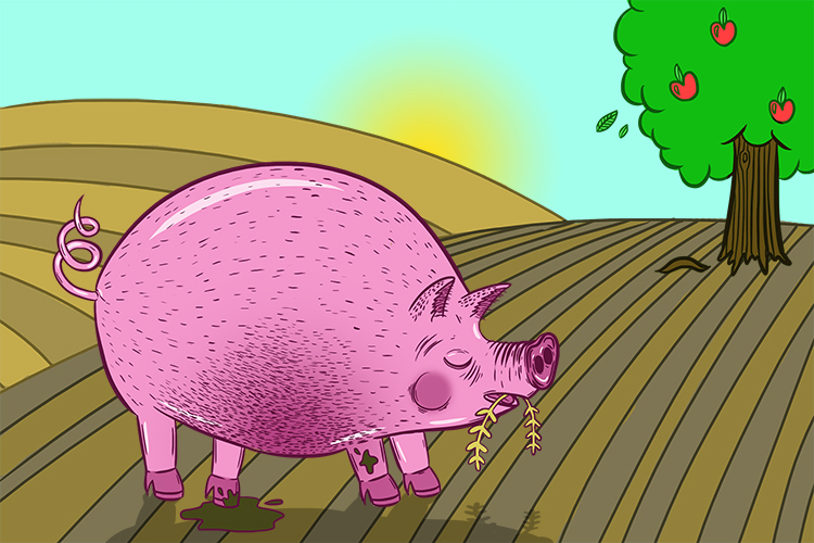 Four acres (voracious)! No problem – this pig will devour the lot because it's so eager.