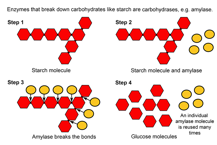 On a molecular level starch with its bonds are broken up in the mouth by amylase molecules