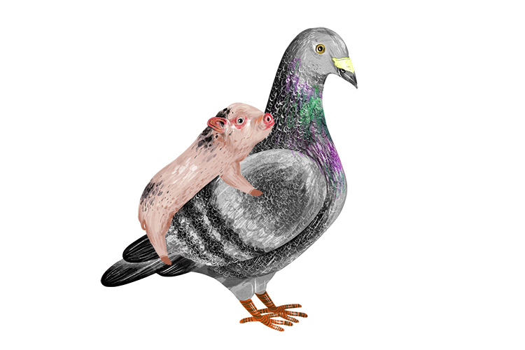 How to remember to spell pigeon. The pigeon had a pig on it's back for eons and eons.
