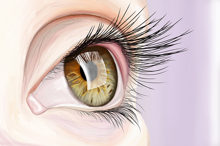 Conjunctiva makes the eye shiny and reflective