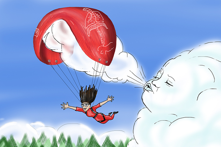 The diaphragm is a large muscle that separates the thorax from the abdomen