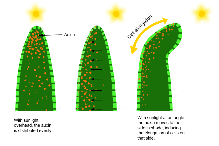 Auxin has the effect of elongating the plant in relation to the suns position, the auxin moves to one side