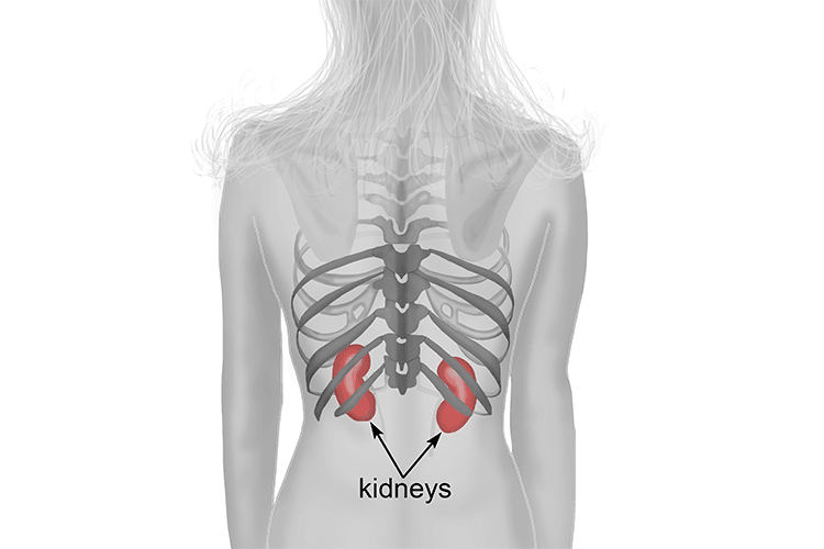Diagram of the kidneys that show them to be located high in the abdominal cavity